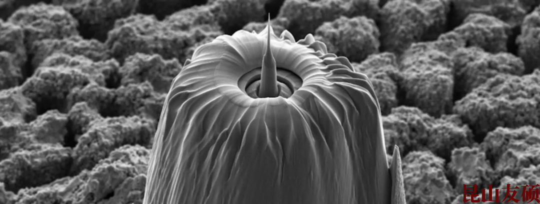 白沙蔡司白沙X射线显微镜